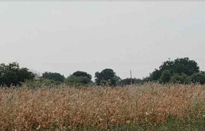 kharip-crop-8