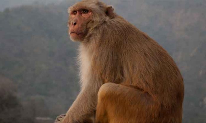 monkeys-23