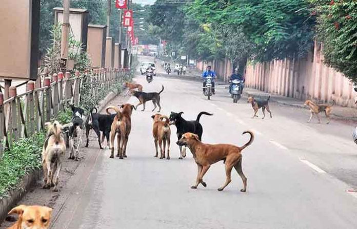 stray-dog