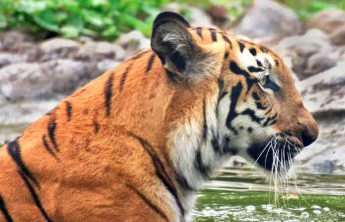 sunderban-3