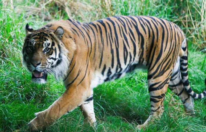 tiger-8