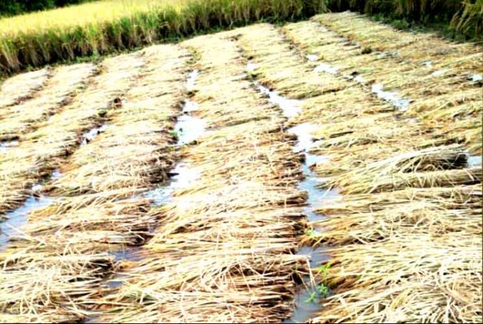 crops