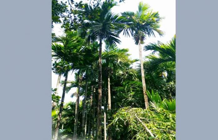 supar-baug
