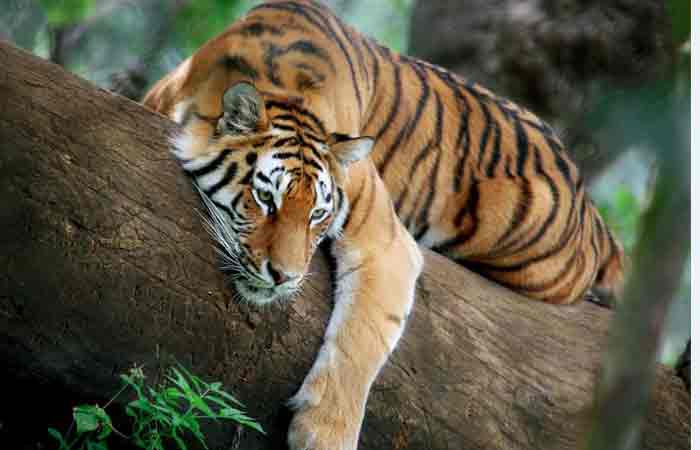tiger-4