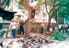 धोकादायक झाडांचे तातडीने सर्वेक्षण करण्याची मागणी