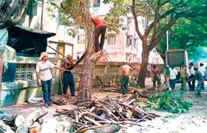 tree-cutting-in-mumbai