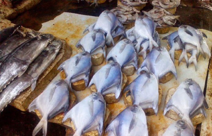 fish-market-mumbai