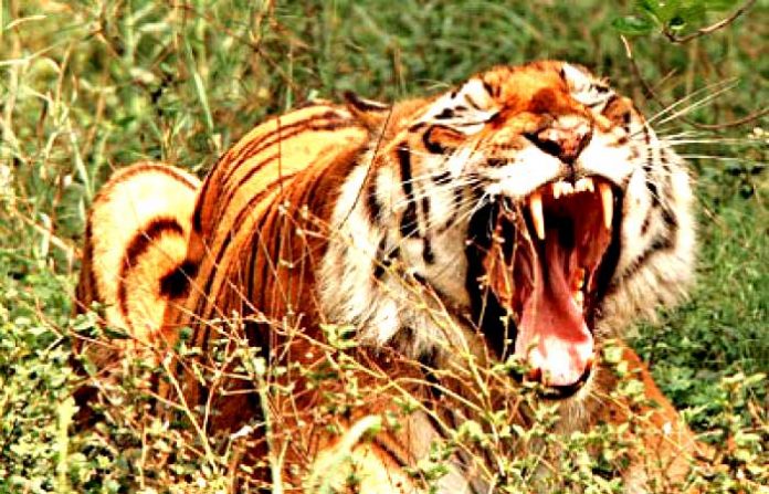 tiger-attack