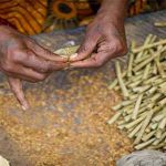 तंबाखू उत्पादक शेतकरी व विडी कामगारांना वाऱ्यावर सोडू नका; शिवसेनेची मागणी beedi-kills