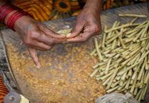 तंबाखू उत्पादक शेतकरी व विडी कामगारांना वाऱ्यावर सोडू नका; शिवसेनेची मागणी beedi-kills