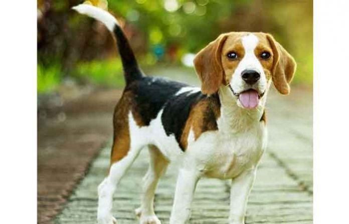 dog-rescue