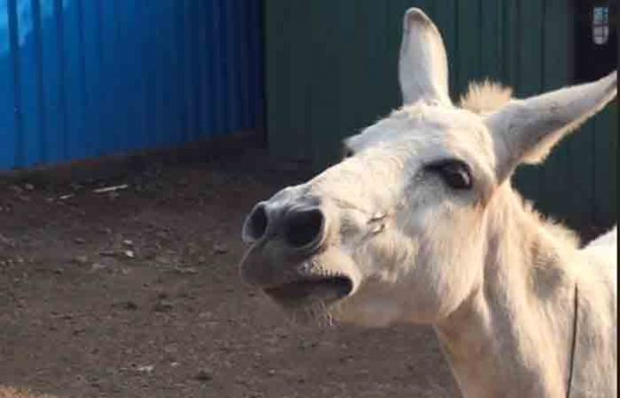 donkey-emily