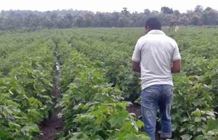 farming