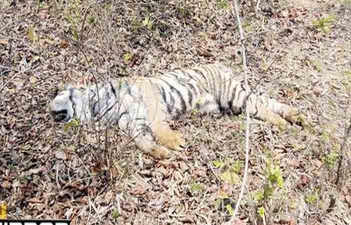 tiger-11 tiger-