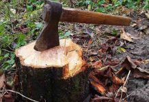 ‘हरित ठाणे’ कोमेजतंय… घोडबंदर रस्ता रुंदीकरणासाठी दीड हजार झाडांची कत्तल