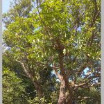 11-latur-photo-5
