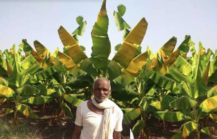 bababa-crops