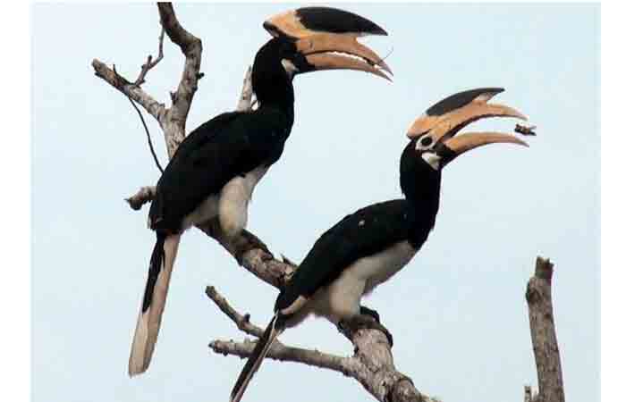 bird-2