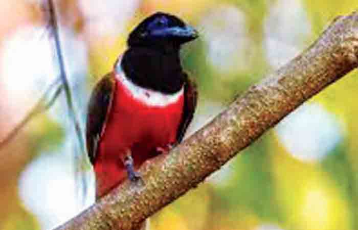 bird-fff4