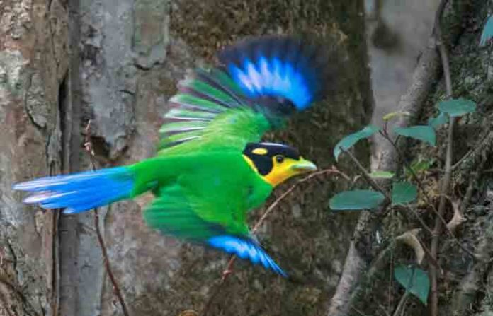 birds-a