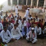 cattle-2