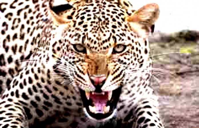 leopard leopard