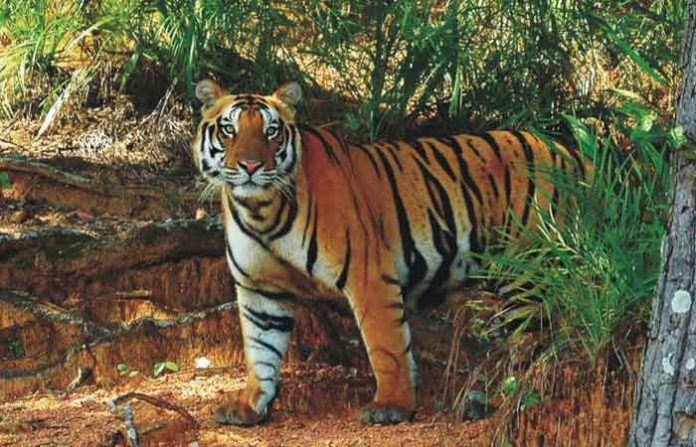 tiger-23