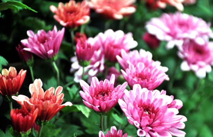 flower-exibition-5