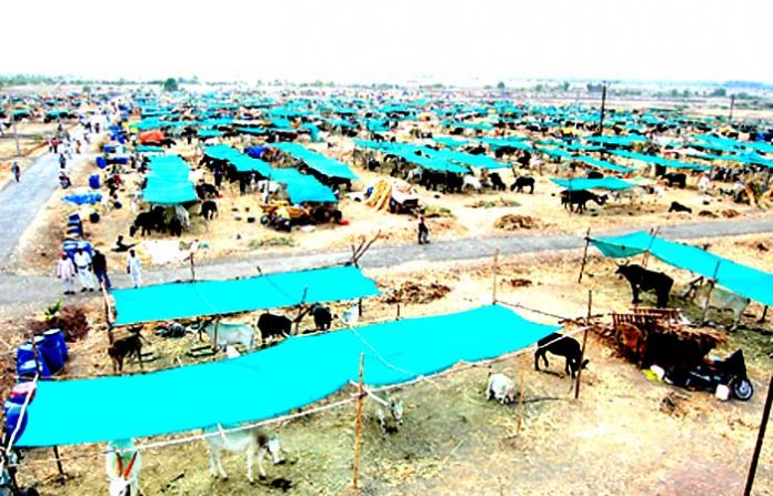 fodder-camp