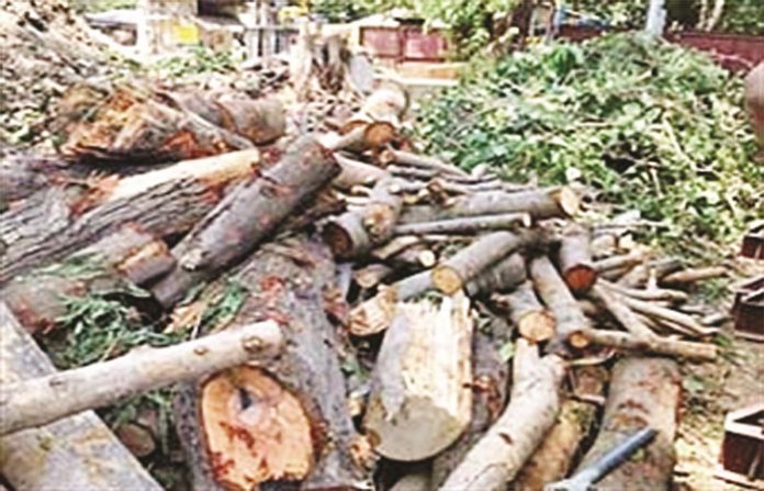 tree-cutting