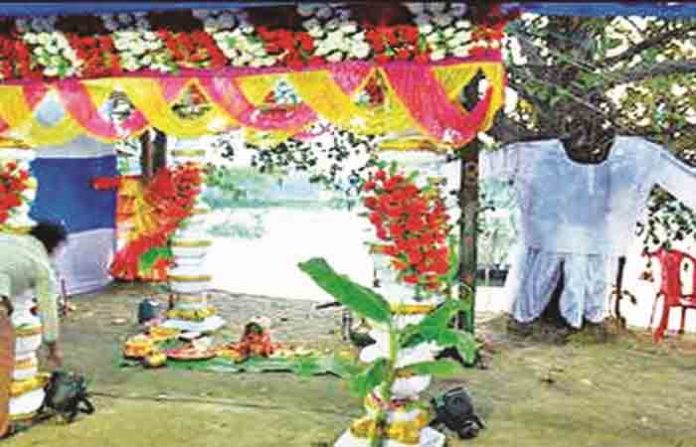 tree-marrige
