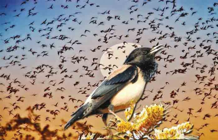 birds1