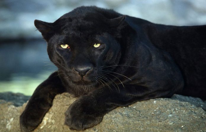 black-panther