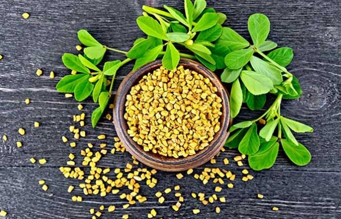 methi-seed-1