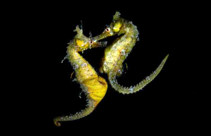 seahorse
