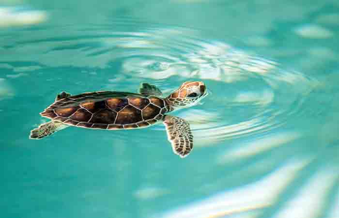 turtle-1
