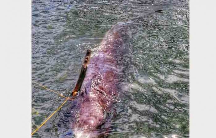 whale-5