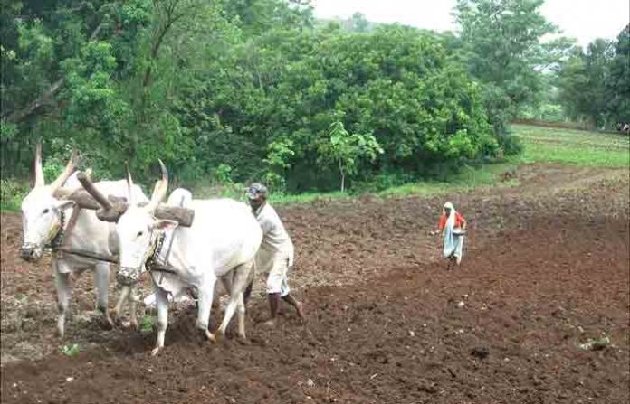 farmer farmer