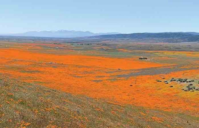 california-poppy