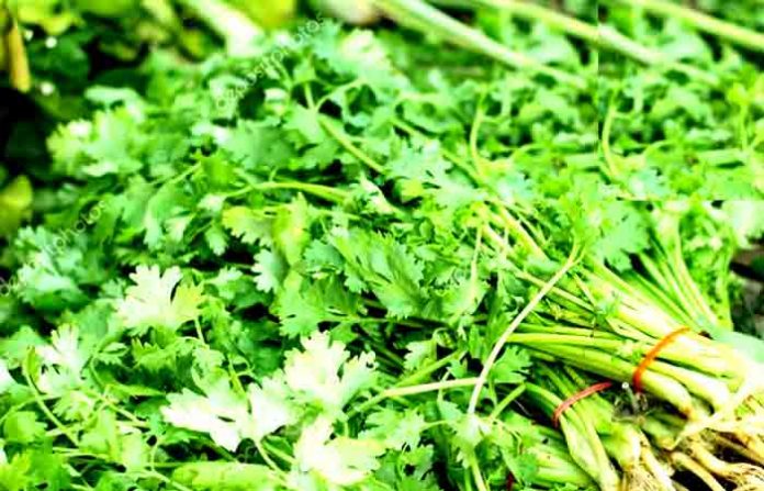 coriander-judi