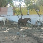 dadar-clean-drive-3_crop_700x450