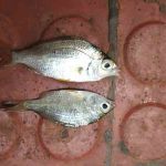 fish-dead