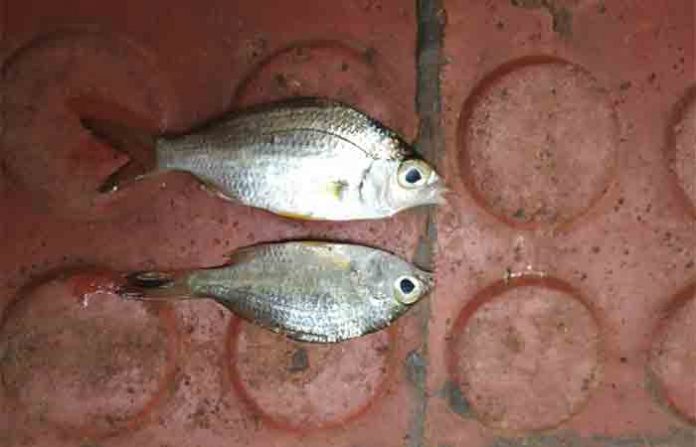 fish-dead
