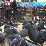 सामना अग्रलेख – कबुतरांसाठी धर्मसभा!
