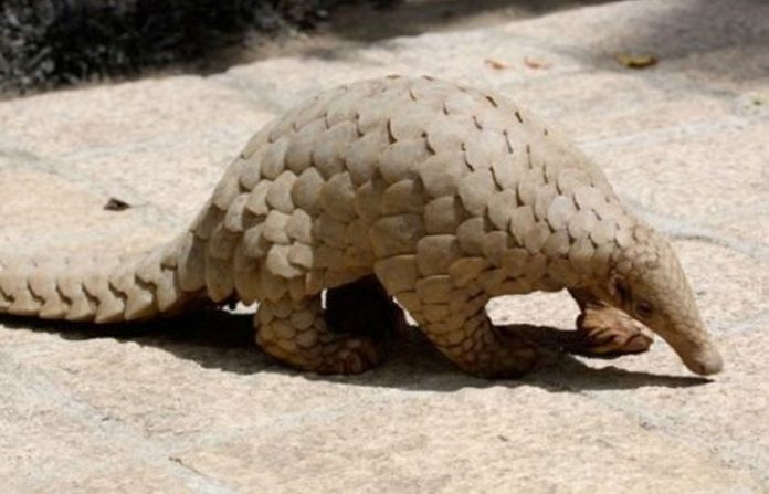 pangolin-latur