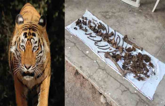 tiger-hunting