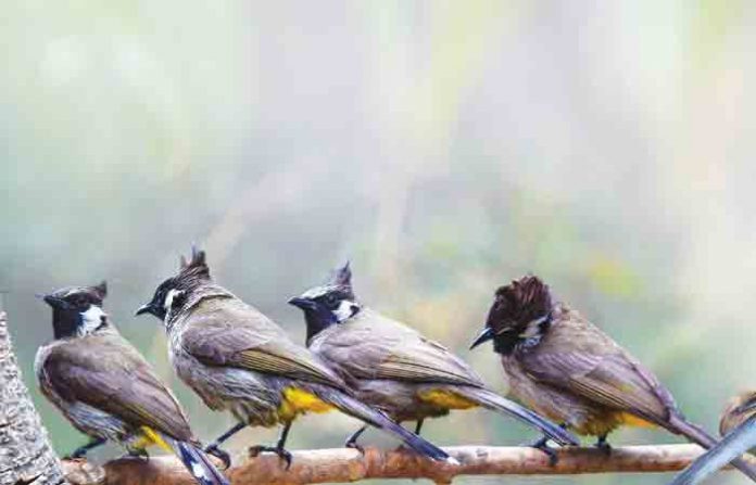 bulbul-bird