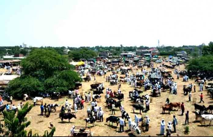 cattle