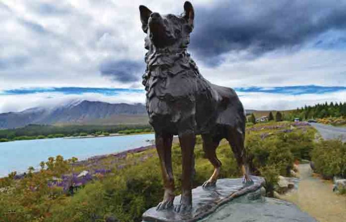 dog-statue-at-tecapo-lake