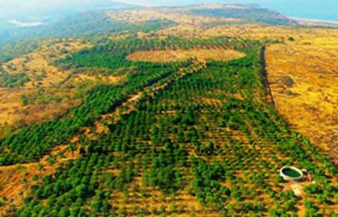mango-farm